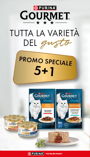 Gatto
